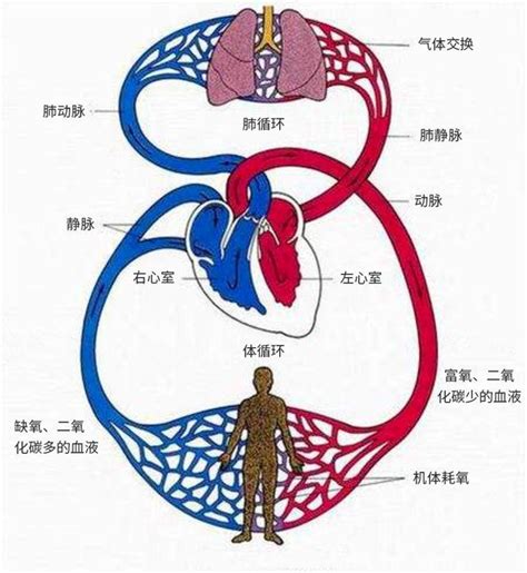 体循环、肺循环搞不清，一篇教你搞定！ - 知乎