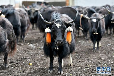 西藏拉萨当雄县科学育牛 牧民家庭日子更“牛”