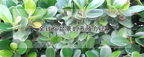 金钱榕树图片