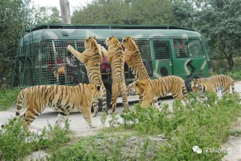 北京野生动物园猛兽体验区