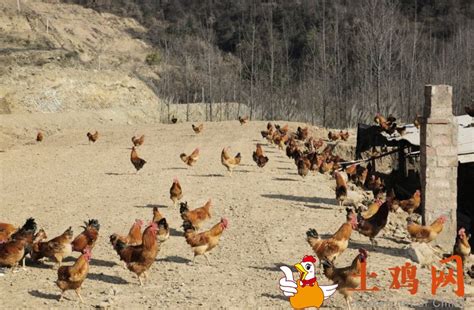 嘉德欧贝尔-国际禽类养殖设备知名品牌,蛋鸡养殖设备,肉鸡养殖设备,种鸡养殖设备,养鸭设备