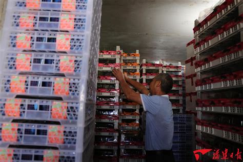 漳州开发区：从枝头甜到心头 1.5万亩杨梅林产销两旺