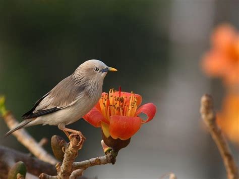 灰椋鸟-江西庐山常见鸟类-图片
