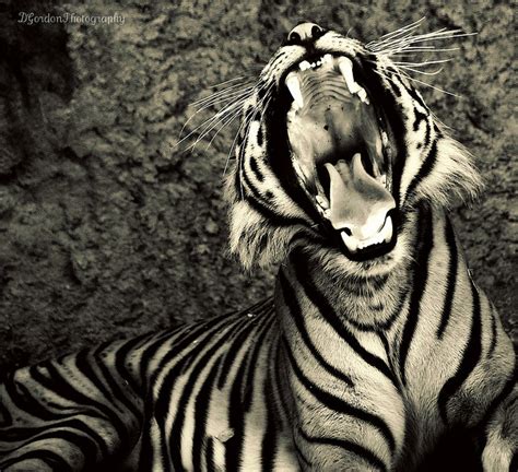 22张大型猫科动物的摄影照片 | 创意悠悠花园