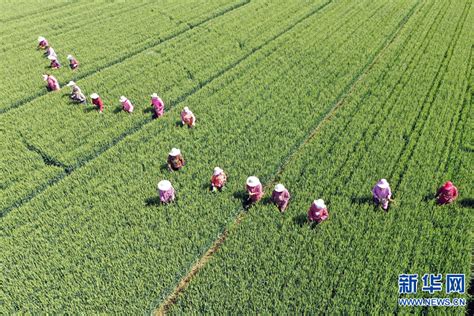 【图片新闻】河南沁阳：小麦种子田 去杂正适时- 农业要闻 - 河南省农业农村厅