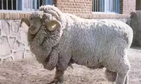 最大的羊,最大800斤的羊,大角羊_大山谷图库