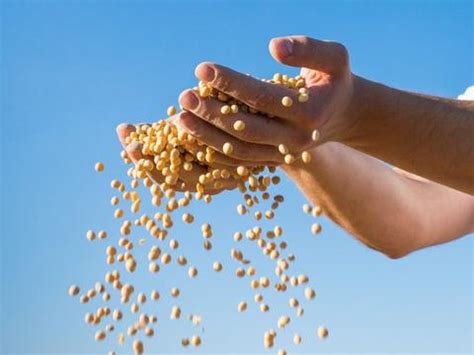 栽培毛豆需要合理密植以增加豆荚产量-开原市辽北种业有限公司