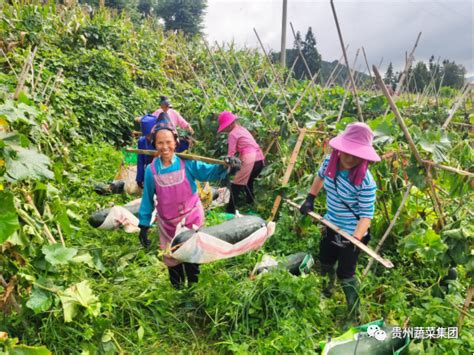 [夏秋攻势]贵州蔬菜集团多举措推动黔东南州农产品销售