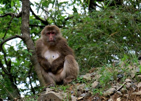 峨眉山猴子,陆地动物,动物摄影,摄影素材,汇图网www.huitu.com