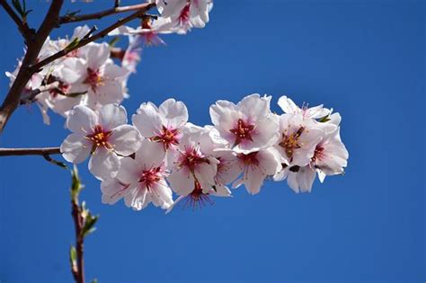 杏花微雨时，惊艳了江南的三月天！