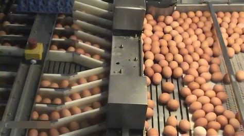 机械化养鸡场是如何收集鸡蛋的？高科技真厉害啊