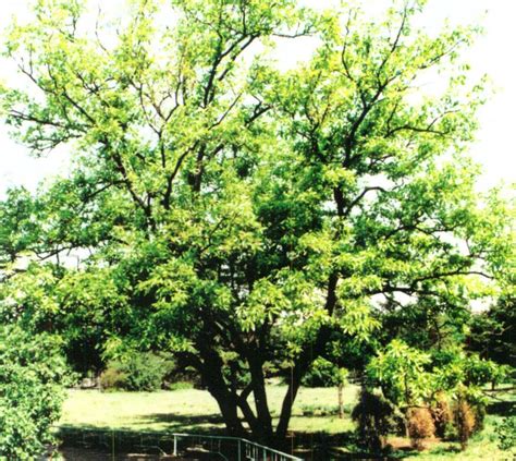 090 麻栎-园林树木-图片