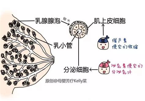 正常乳头图片