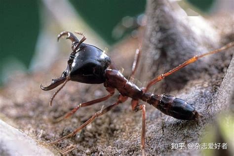 沙漠行军蚁真的存在吗 行军蚁与其他蚂蚁的最大区别-热聚社