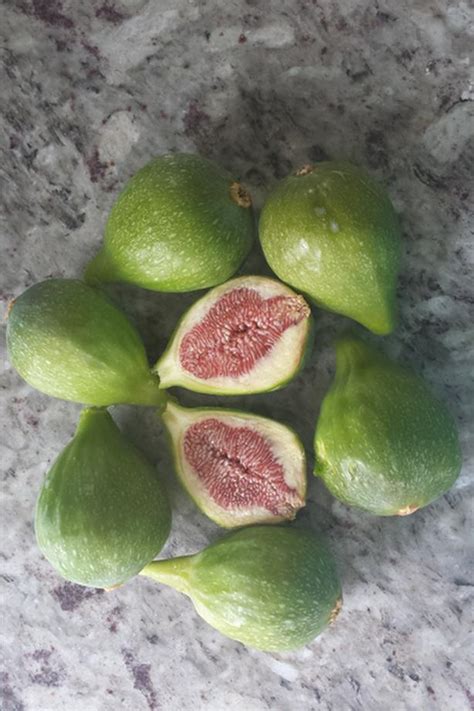 Desert King Figs Fully Tree Ripen | Classifieds for Jobs, Rentals, Cars ...