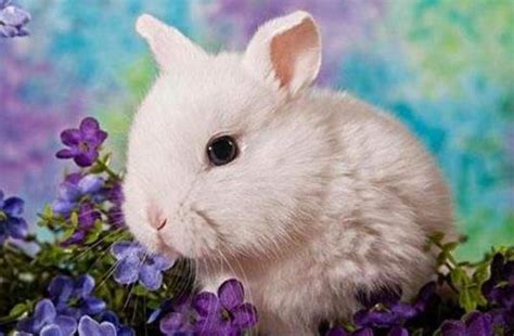 兔兔饲养经验兔子怎样才能有一身好毛，如何护理兔子毛发|毛发|兔兔|护理_新浪新闻