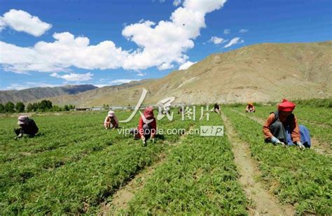 西藏琼结：玛卡种出致富路-人民图片网