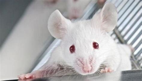 动物中药研究实验_动物实验外包-上海剑钝生物科技有限公司