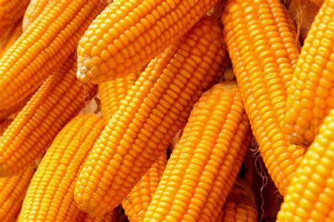 玉米种子的分类_吉林省盈实农业科技发展有限公司