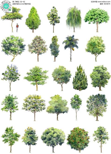 定做 树名牌 树木介绍牌 树木标识牌 园林悬挂树牌-阿里巴巴