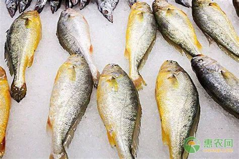 大黄鱼和黄花鱼的区别 - 鲜淘网