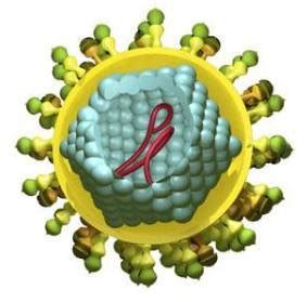 科学网—慢性HCV感染（3）的肝外表现 - 汪运山的博文