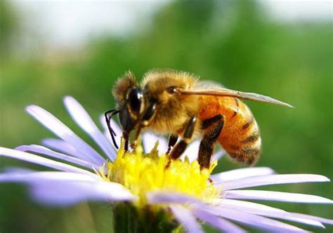 蜜蜂对地球最大的贡献，不是酿蜜是授粉_凤凰网视频_凤凰网