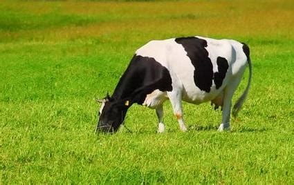 草原上的牛下午牛草地注视摄影图配图高清摄影大图-千库网