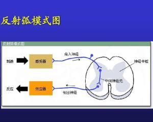 反射弧结构图图片