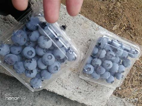 蓝莓的功效与作用及禁忌 食用蓝莓的好处与注意事项_彩牛养生