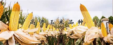 登海6702玉米种介绍 —【发财农业网】