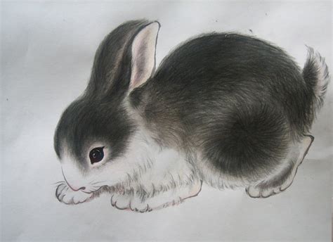 描写小白兔的外形特点100字左右（描写小白兔的外形特点）_草根科学网