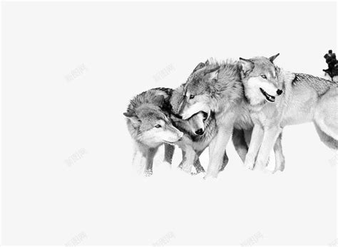 野生的狼群高清图片下载-正版图片503791794-摄图网