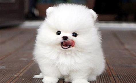 博美名字大全洋气男,我买了一只白色的博美男狗狗英文 - 悠易生活