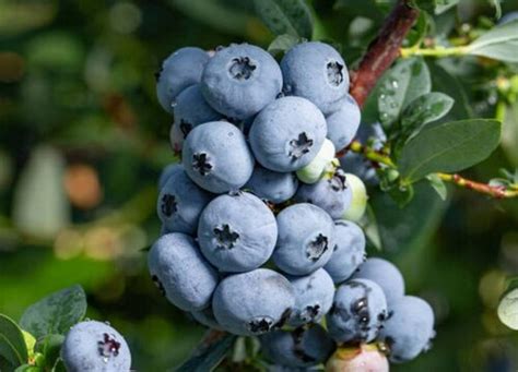 蓝莓几月份成熟采摘？采摘季节是几月份-养花技巧-长景园林网