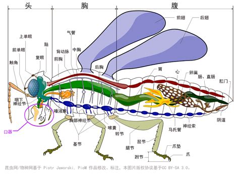 昆虫的身体结构-昆虫的基本知识-昆虫网-昆虫图鉴