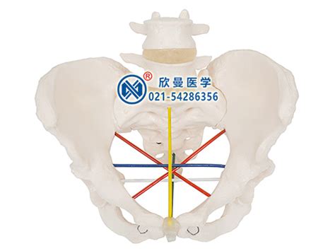 测量骨盆演示图图片