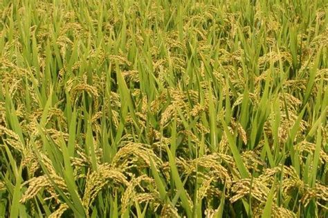水稻是什么，常见水稻品种介绍 - 农敢网