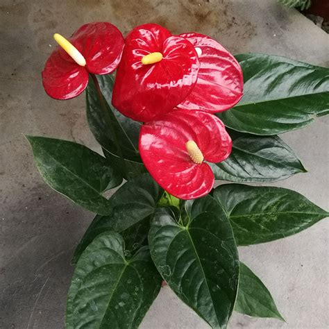 绿掌为天南星科花烛属植物_[标签:标题1]