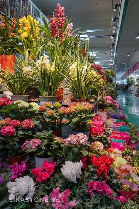 盘锦大型花卉市场,大连花卉基地最大批发_大山谷图库