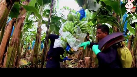 纪录片解说：印度尼西亚香蕉园，揭秘一根香蕉的生长过程，种香蕉赚钱吗_腾讯视频
