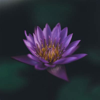 妈妈头像荷花非主流