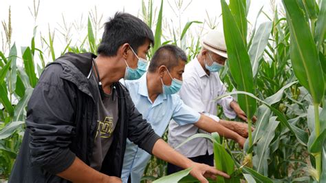 柯坪县：推广干播湿出技术 助力玉米增产增收 -天山网 - 新疆新闻门户