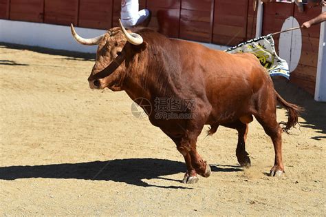 在传统斗牛表演中一头强壮的公牛在高清图片下载-正版图片504602789-摄图网