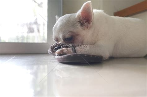 美丽的狗睡在地板上坐门外温暖阳光的正方形睡眠纯种高清图片下载-正版图片307884648-摄图网