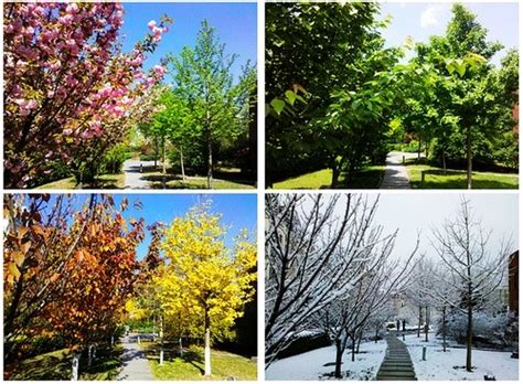 一年四季树的变化图片,一年四季树图片,四季变化的树图片大全_大山谷图库