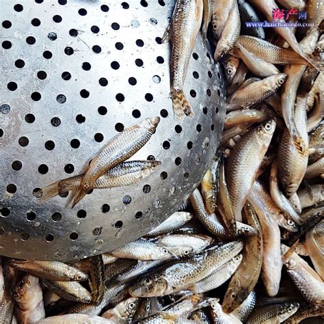 长期大量收鱼的，大量上门收购白条鱼，小杂鱼收购加工企业 吉林白城-食品商务网