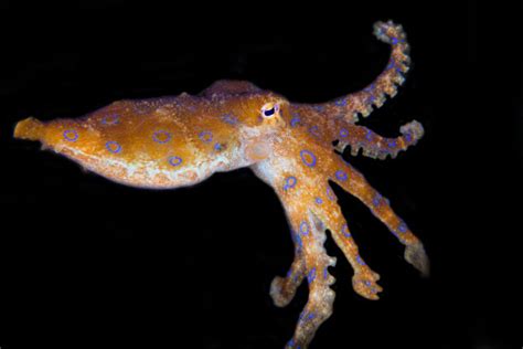 蓝环斑章鱼,印度尼西亚,苏拉威西,水,水平画幅,无人,蓝色,有毒生物体,海洋生命,潜水,摄影素材,汇图网www.huitu.com