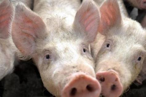 种公猪这几个时间点采精价值最高 - 猪繁育管理/养猪技术 - 中国养猪网-中国养猪行业门户网站