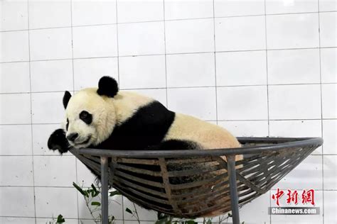 旅美大熊猫“贝贝”回国啦！回顾其呆萌成长历程|界面新闻 · 影像